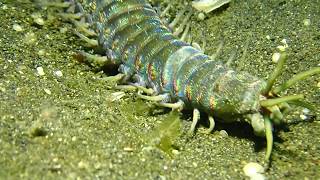 Bobbit Worm at Lembeh [upl. by Niad]