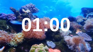 1 Minute Timer Relaxing Music Lofi Fish Background [upl. by Natsirc]