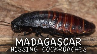 Madagascar Hissing Cockroaches [upl. by Sklar]