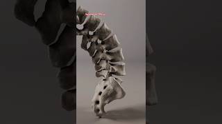 vertebrae anatomy  vertebrae bones foryou shorts [upl. by Adiel]