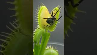 Plant Eating Insects [upl. by Chery]