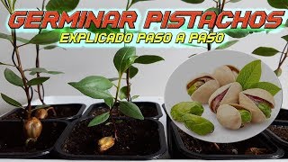 INCREIBLE Como Germinar Semillas de Pistacho  Germinar Pistacho  Sembrar Pistacho  Plantar [upl. by Tanney]