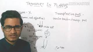 Root pressure theory and cohesion tension transpiration pull theory of water movement [upl. by Chiquita]