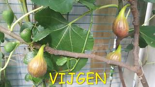 Vijgenboom  Fig Tree [upl. by Akinot]