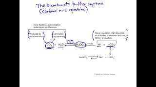 The bicarbonate buffer system [upl. by Amari]