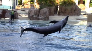 Dolphin Adventures Full Show  SeaWorld Orlando  July 20 2022 [upl. by Mosley304]