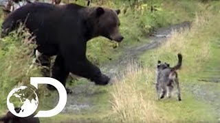 Dogs vs Grizzly Bears  Weird True amp Freaky [upl. by Hutchings]