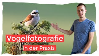 Neuntöter fotografieren  Vogelfotografie lernen  VLOG [upl. by Enitselec]