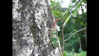 Longan lanternfly Pyrops candelaria Kaeng Krachan National Park Thailand [upl. by Aliuqaj]