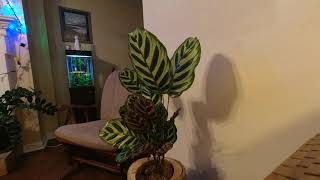 Calathea Makoyana 20hr Time Lapse [upl. by Atalee630]