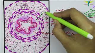 Histology of Vas Deferens \ Ductus Deferens [upl. by Vaughan]