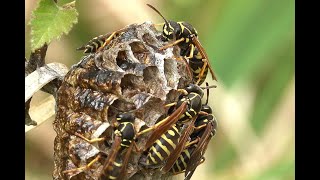 Groefkopveldwesp Polistes nimpha nest [upl. by Blinny481]