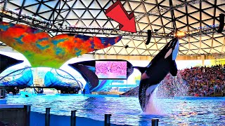 Seaworld San Antonio Orca Encounter Full Show [upl. by Yelsgnik]