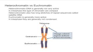 Heterochromatin vs Euchromatin [upl. by Pascha642]