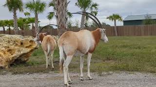 Scimitar Horned Oryxes Look Around [upl. by Hut]