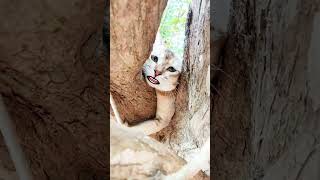 පුදුම ශපොට් තමයි මේවා 🤭viralshorttrendinganimalscatdogpetsfunny [upl. by Krueger216]