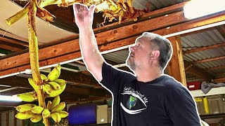 NEW Way To RIPEN Bananas to Make Them Sweeter [upl. by Atalayah]