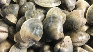 Catch amp Cook Clams  Shelling amp Clamming on Deserted Island in Outer Banks NC  Clam PoBoy Recipe [upl. by Orin67]