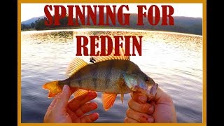 Spinning for redfin The redfin fishing witching hour [upl. by Eustis]