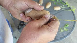 Growing a birch tree from a clipping [upl. by Husain]