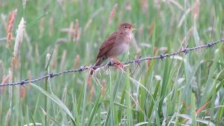 Vogelgeluid  Birdsounds Sprinkhaanzanger  Locustella naevia  Bemmelse Polder GE 12052011 [upl. by Enyrehtak]