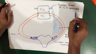 Suprapleural Membrane Anatomy [upl. by Hungarian]