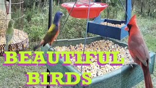 Cardinals Painted Bunting Redbirds Wildlife Live TV Bird Feeder Cam LIVE BIRDWATCHING Birding CatTV [upl. by Enyaw]