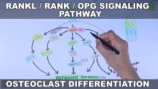 RANKLRANKOPG Signaling Pathway  Osteoclast Differentiation [upl. by Atirehs]