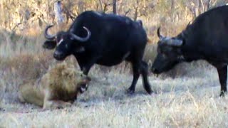 Buffaloes Stop 3 Male Lions From Killing Another Lion [upl. by Hevak]