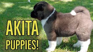 Akita Puppies  The Akita Life [upl. by Kiehl482]