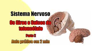 Telencéfalo Giros e Sulcos  Parte 2 4K  Neuroanatomia  Anatomia [upl. by Nikos993]