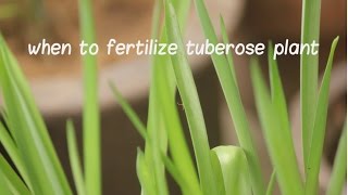 When to Fertilize Tuberose Plant Tuberose bulbs update video [upl. by Rosenstein]