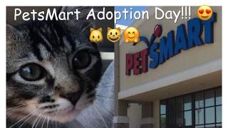 PetsMart Adoption Day🐱😺 VLOG [upl. by Hgielyk]