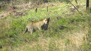 Spirit Update  Jukani Wildlife Sanctuary [upl. by Gail396]