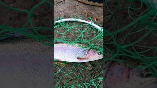 Trout Fishing Stocked Lake in Orange County CA [upl. by Sochor]