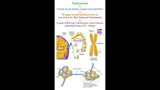 Nucleosome Structure geneticteacher [upl. by Robillard]