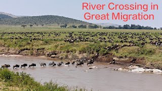 Africa  The Great Migration  River Crossing at Masai Mara [upl. by Paco179]