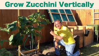 Growing Zucchini Vertically [upl. by Desai233]