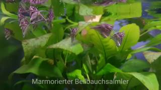 Marmorierter Beilbauchsalmler Carnegiella strigata  ShrimpVisions [upl. by Gamali]