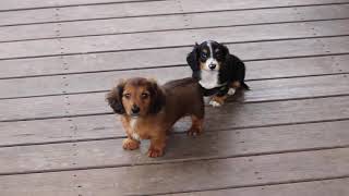 Mini Dachshund Puppies For Sale [upl. by Ynohtnael]