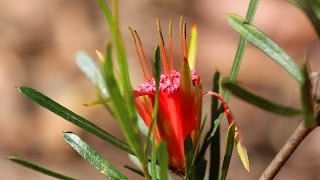 Aussie Garden Beauties  Tribute to Australian Native Plants [upl. by Awahsoj597]