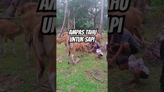 Pakai ampas tahu untuk makanan sapi sapi [upl. by Ranger]