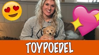 IK WIL EEN TOYPOEDEL  DierenpraatTV [upl. by Pouncey]