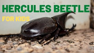 Hercules Beetle Facts For Kids  The Strongest Insect In the World  Rhinoceros Beetle [upl. by Ahens]