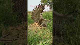 The most amazing eagle attack on bird This bird is faster than bugatti chiron [upl. by Eillat295]