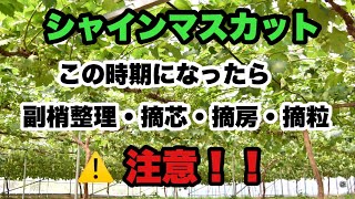 【シャインマスカット】この時期を過ぎたら副梢整理・摘芯・摘房・摘粒したら注意！！縮果症のリスクを減らす為にやるべき事 [upl. by Dorcea]