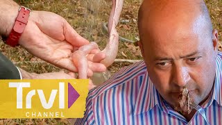 Eating Raccoon amp Intestine in the South  Bizarre Foods with Andrew Zimmern  Travel Channel [upl. by Rhoades]