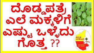 Health Benefits of Indian BorageKarpuravalliKannada Sanjeevani [upl. by Hurley]