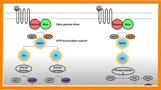 Signal Transduction Pathways GProtein Receptor Tyrosine Kinase cGMP [upl. by Wanfried]