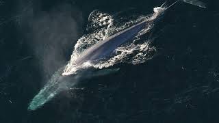 Facts The Blue Whale [upl. by Haggar]